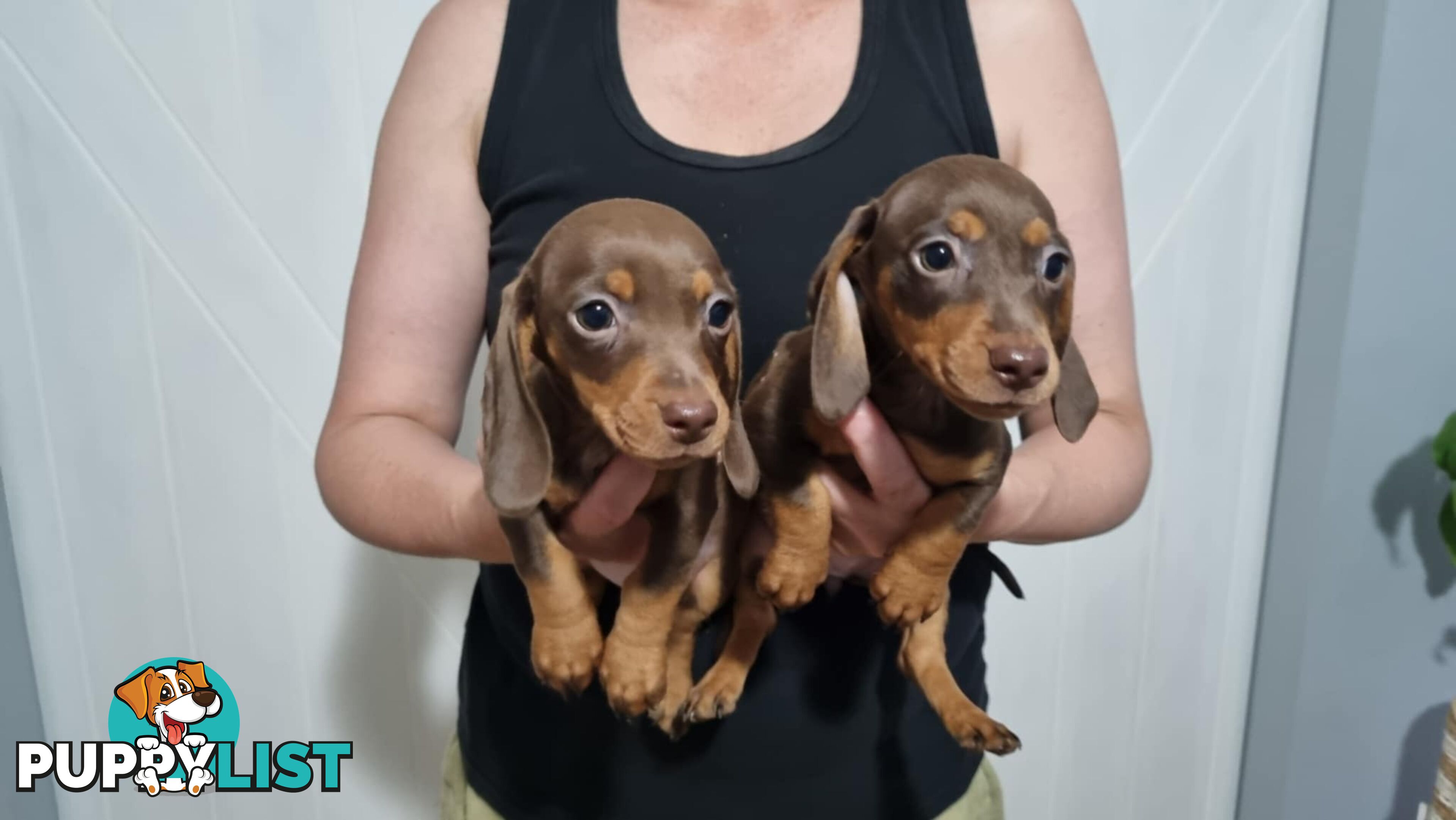 Mini Dachshund puppies for sale