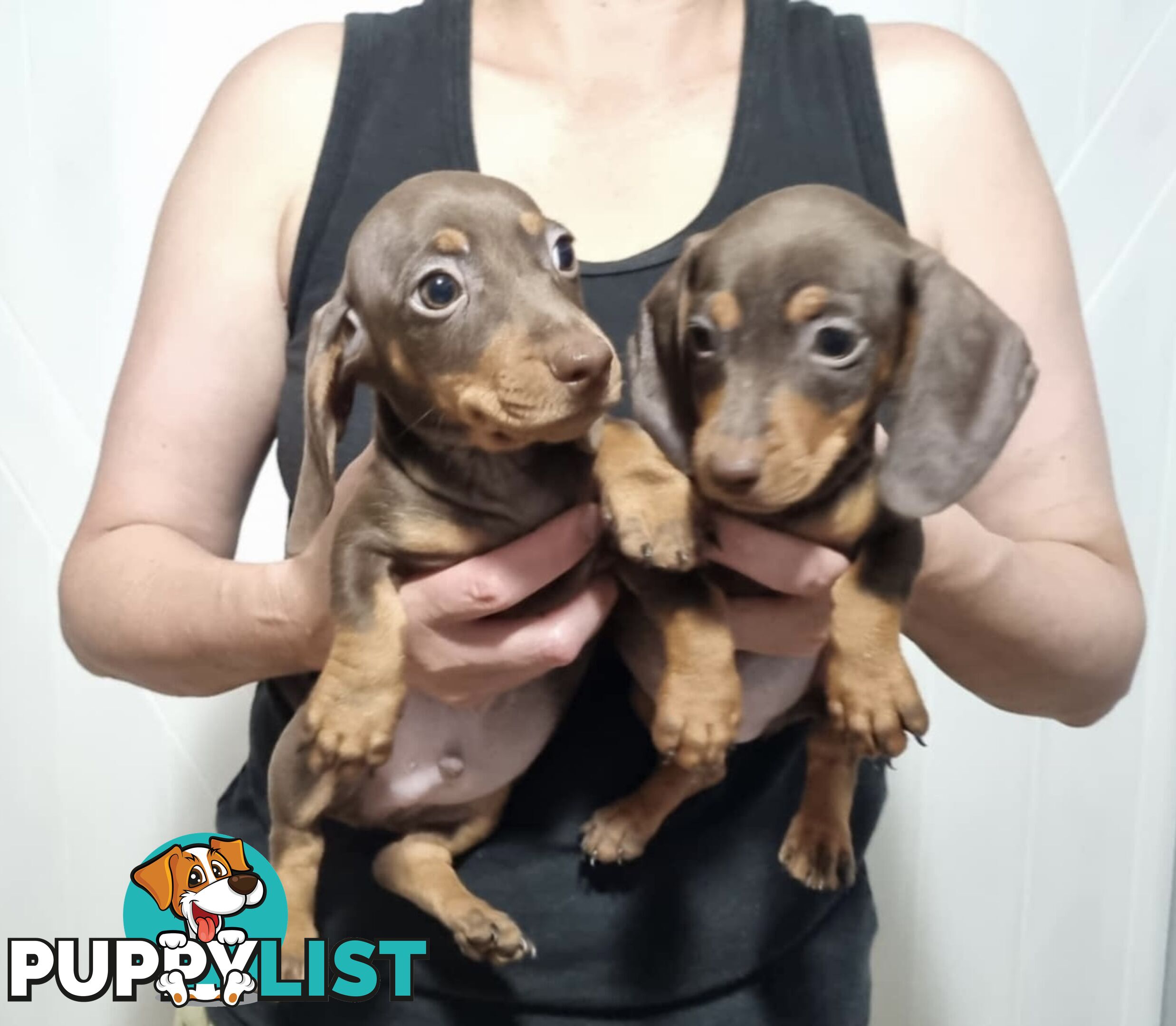 Mini Dachshund puppies for sale