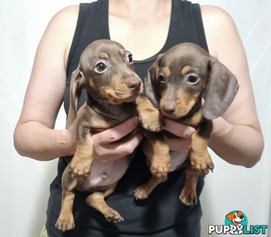 Mini Dachshund puppies for sale