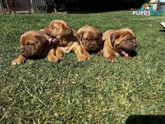 Dogue de Bordeaux - Big Solid Puppies