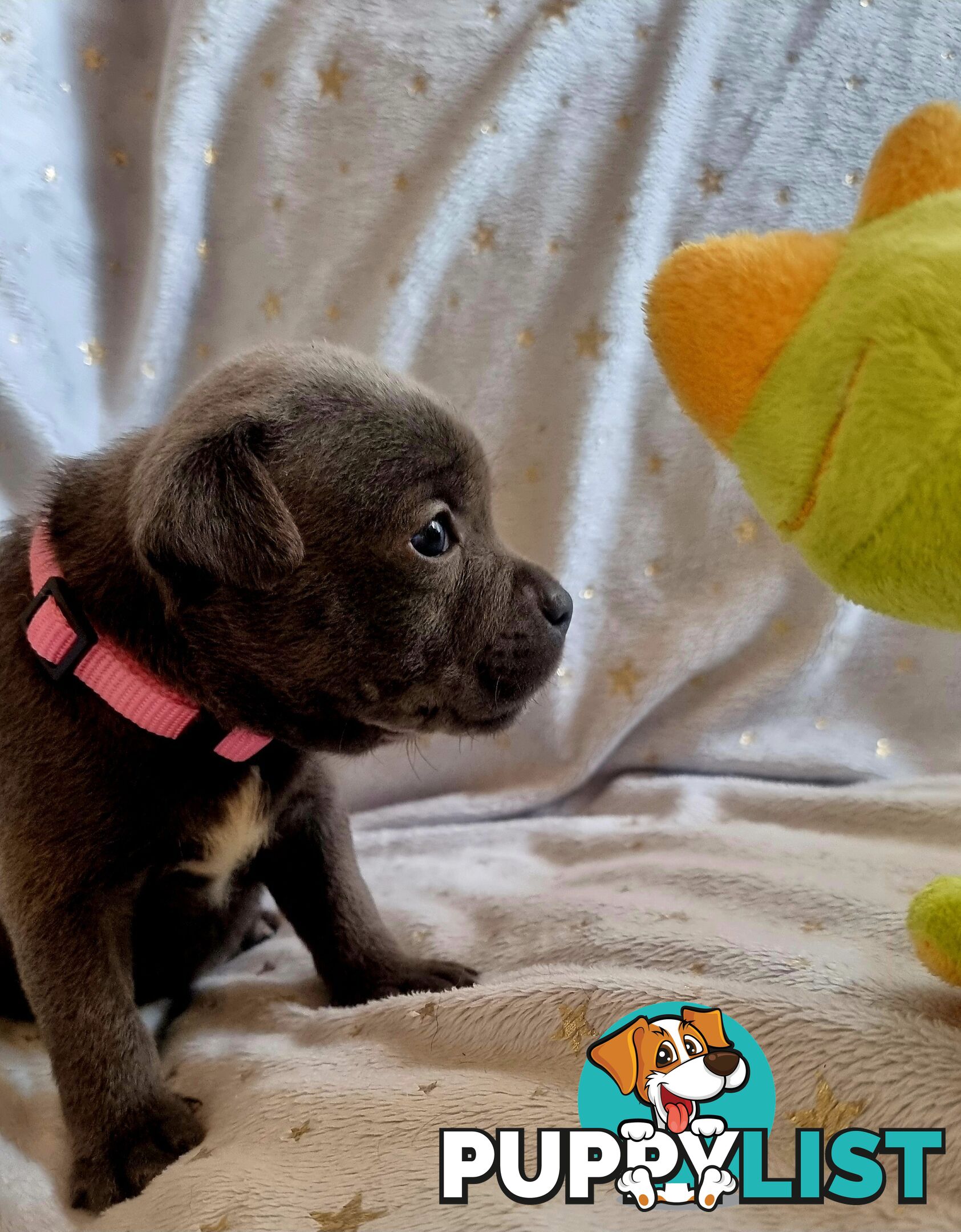 English Blue staffy