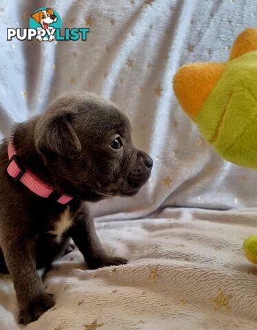 English Blue staffy