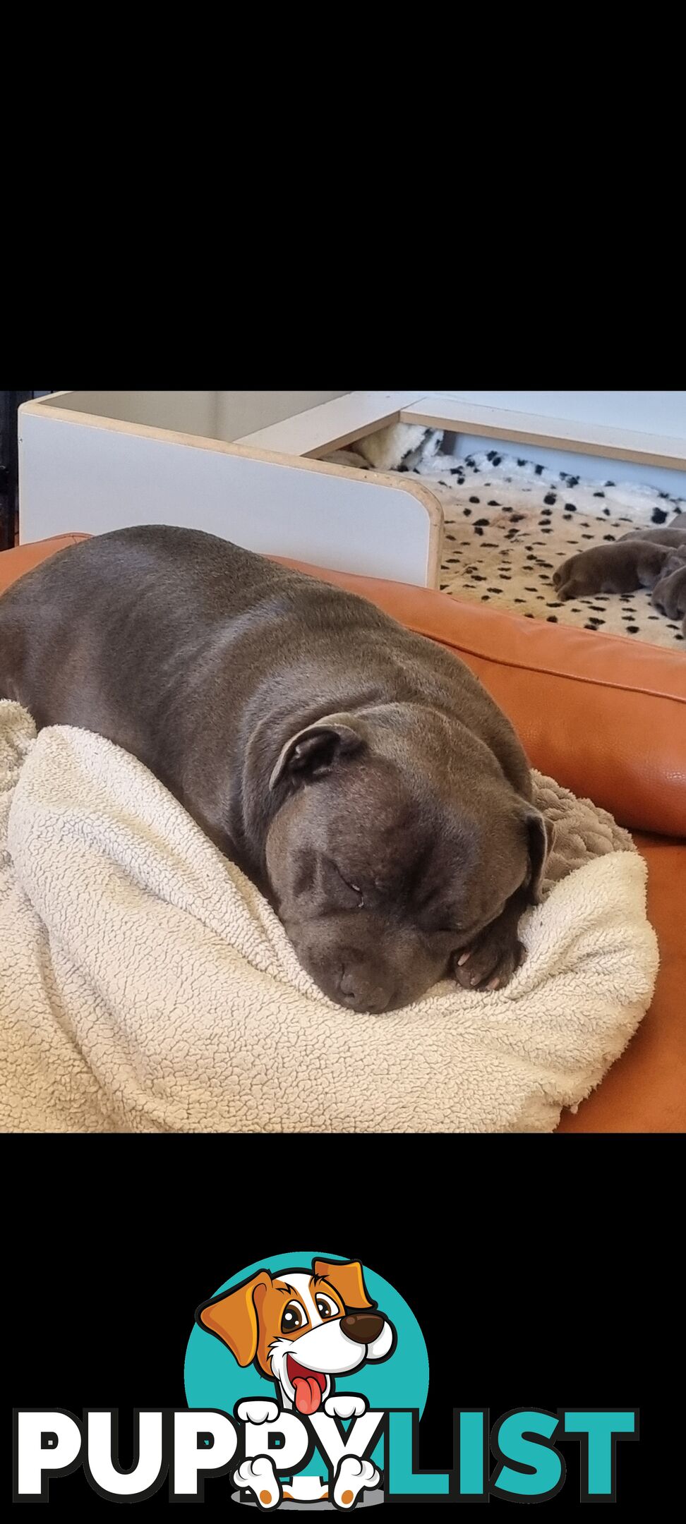 English Blue staffy