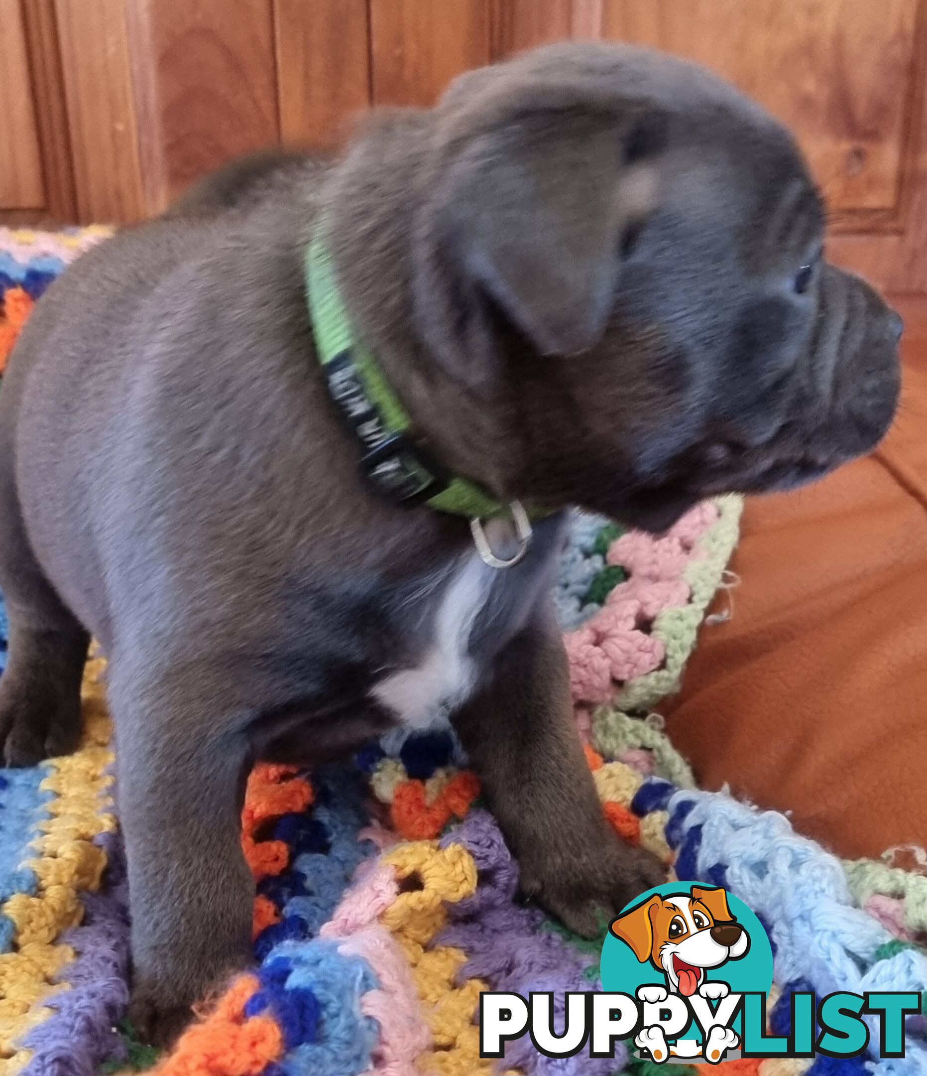 English Blue staffy