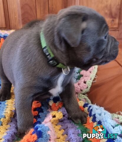 English Blue staffy