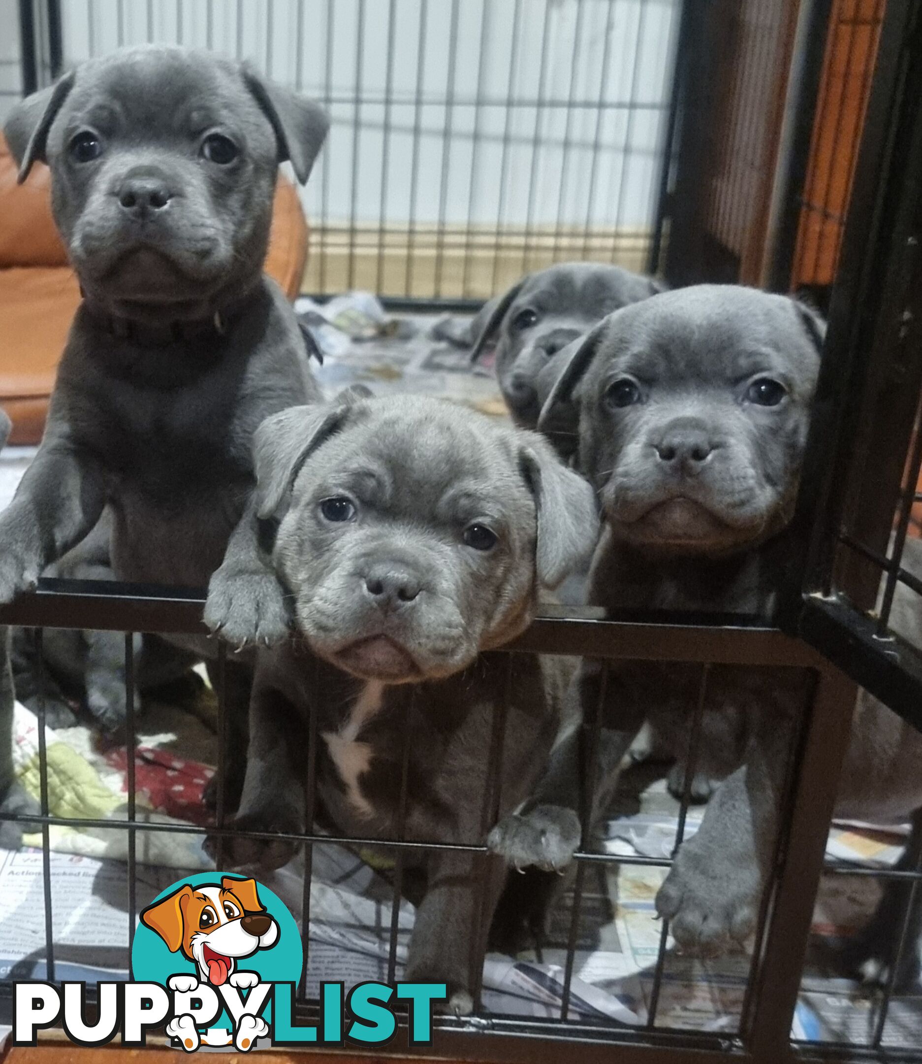 English Blue staffy