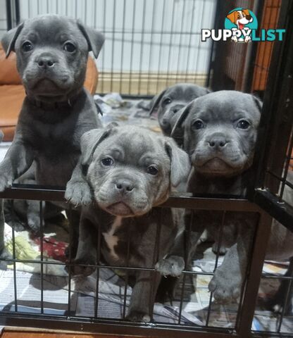 English Blue staffy