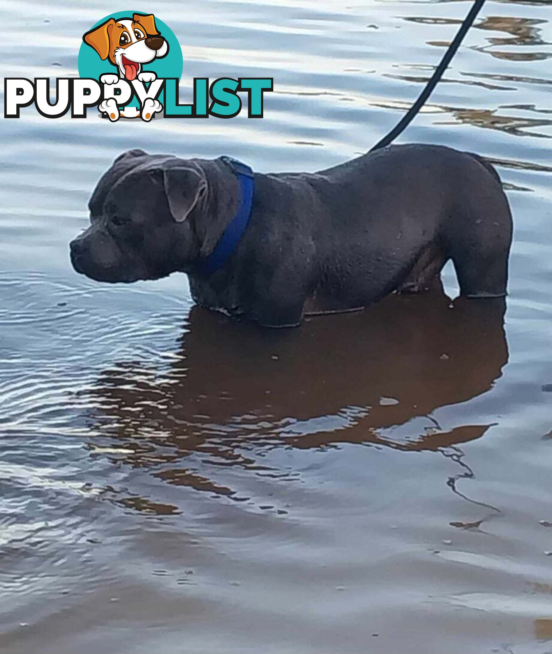 English Blue staffy