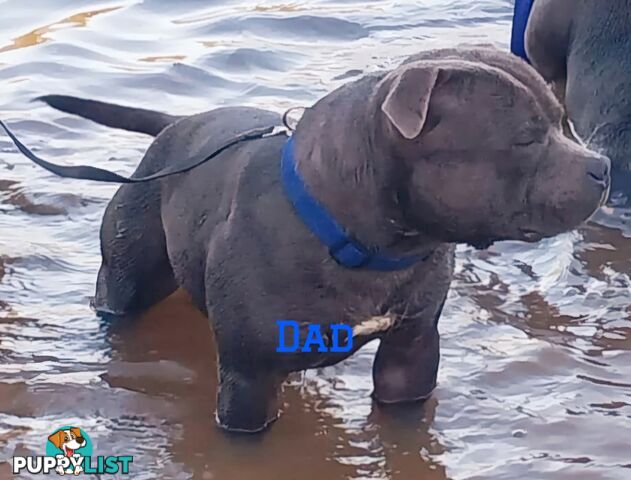 English Blue staffy