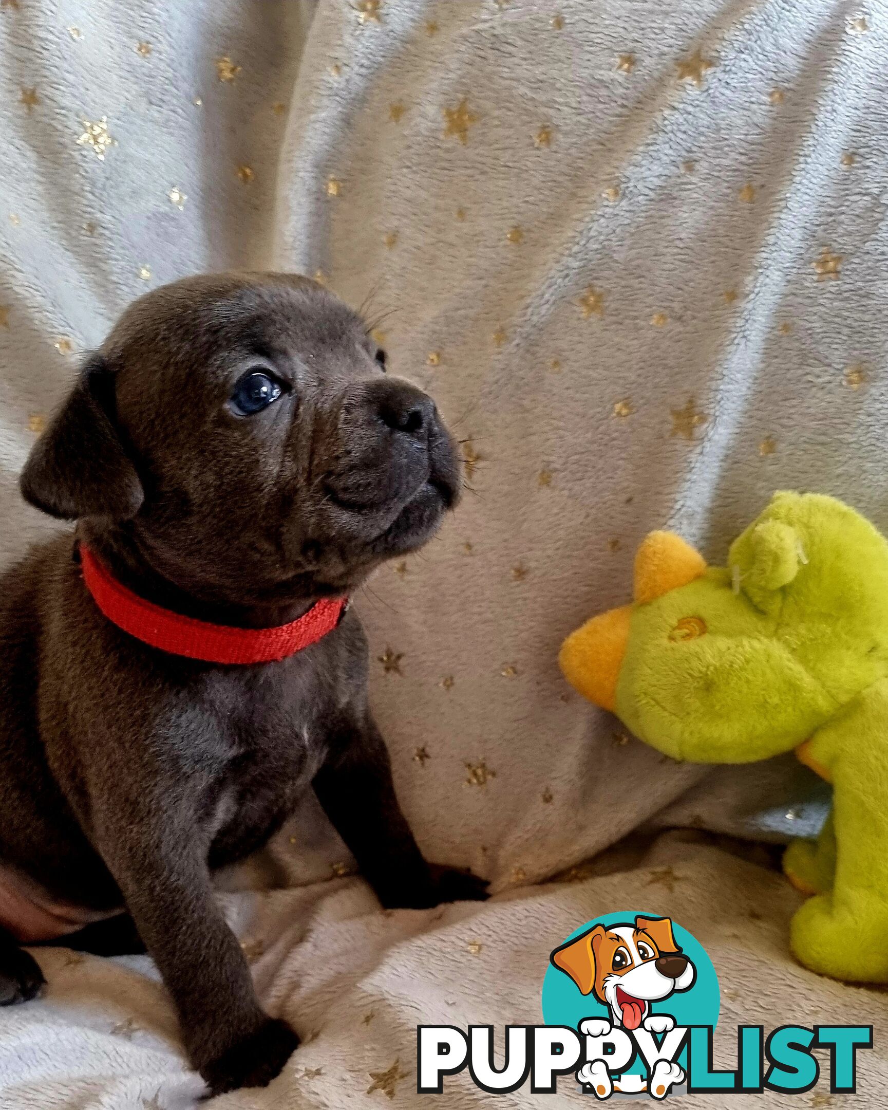 English Blue staffy