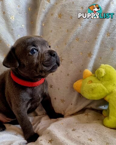 English Blue staffy