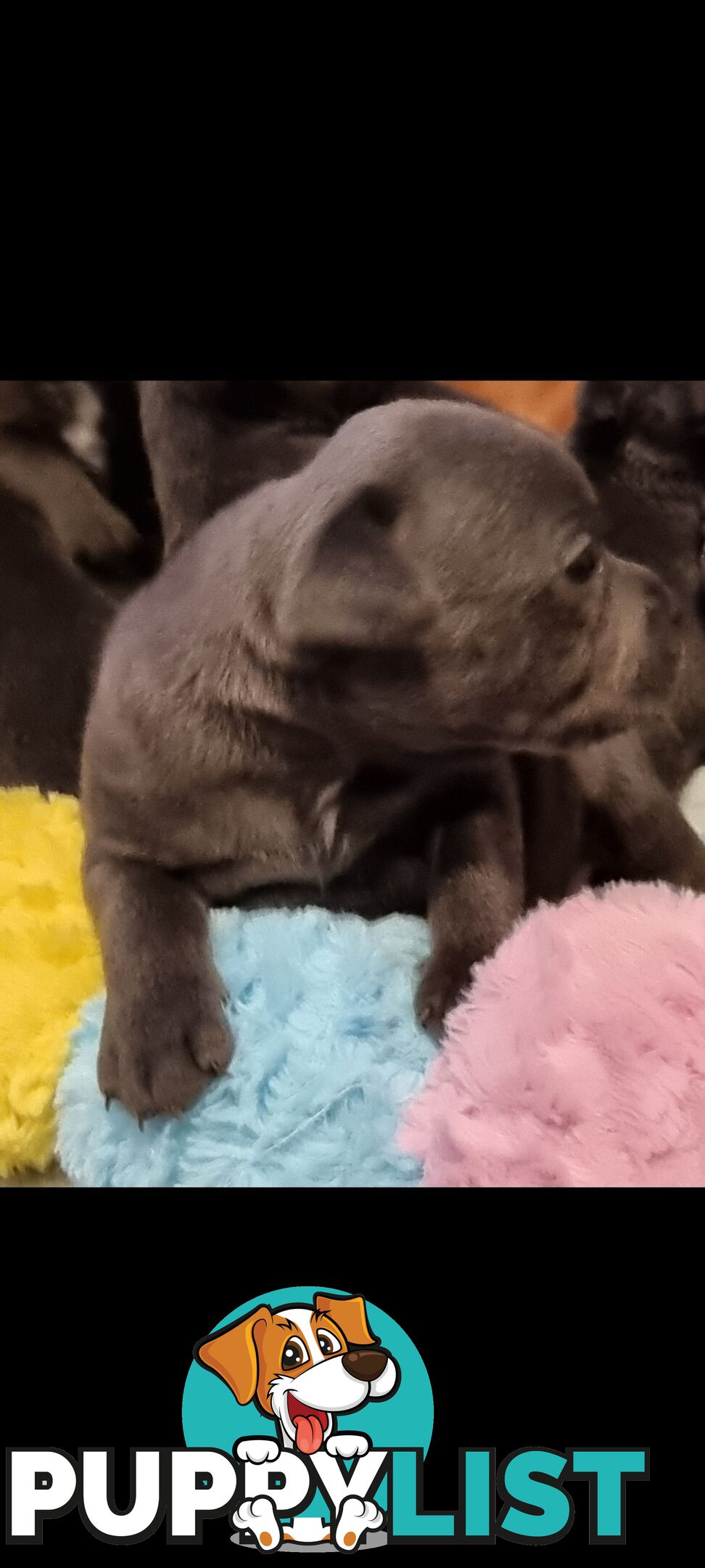 English Blue staffy