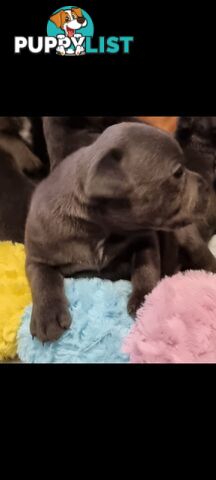 English Blue staffy