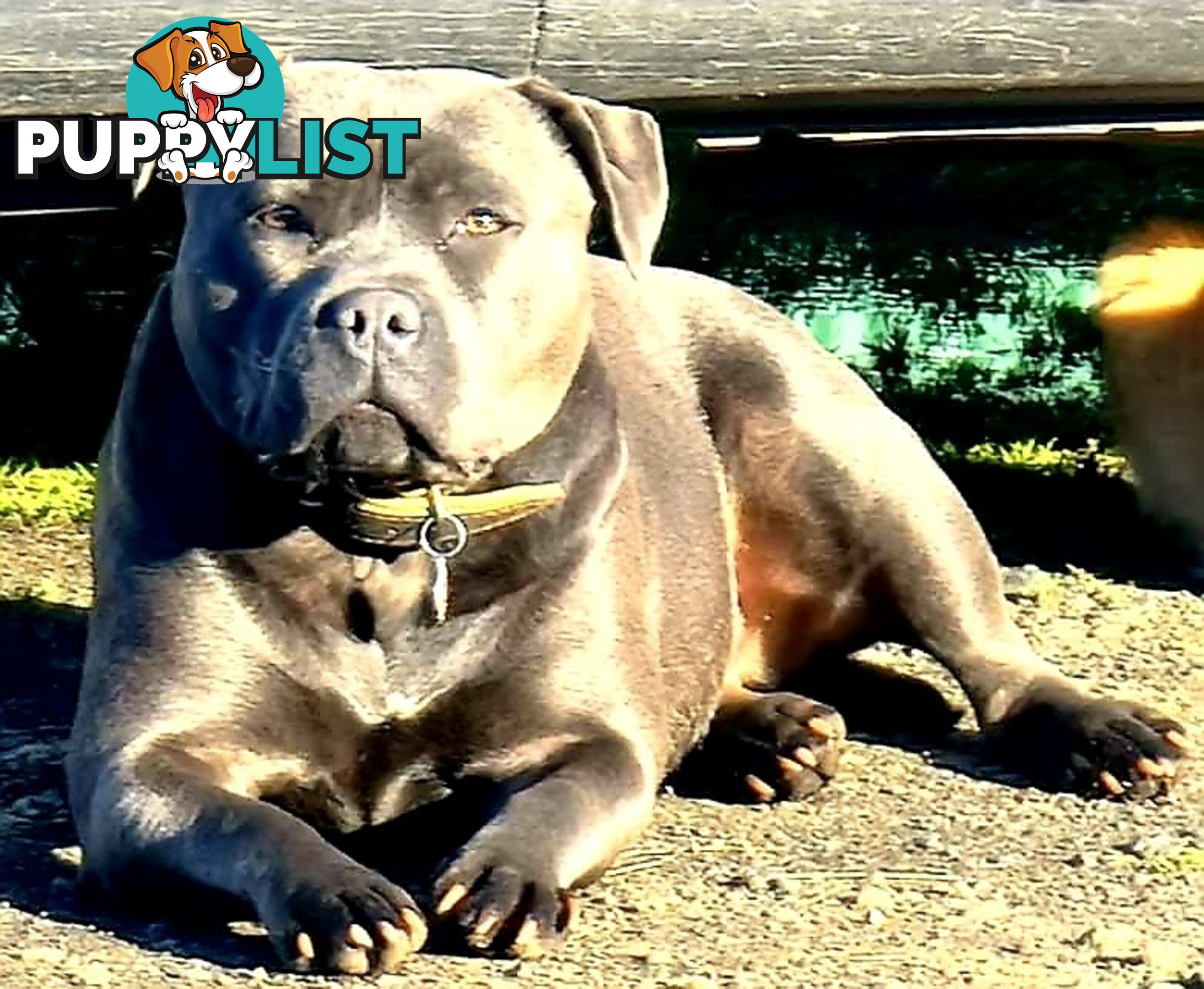 English Blue staffy