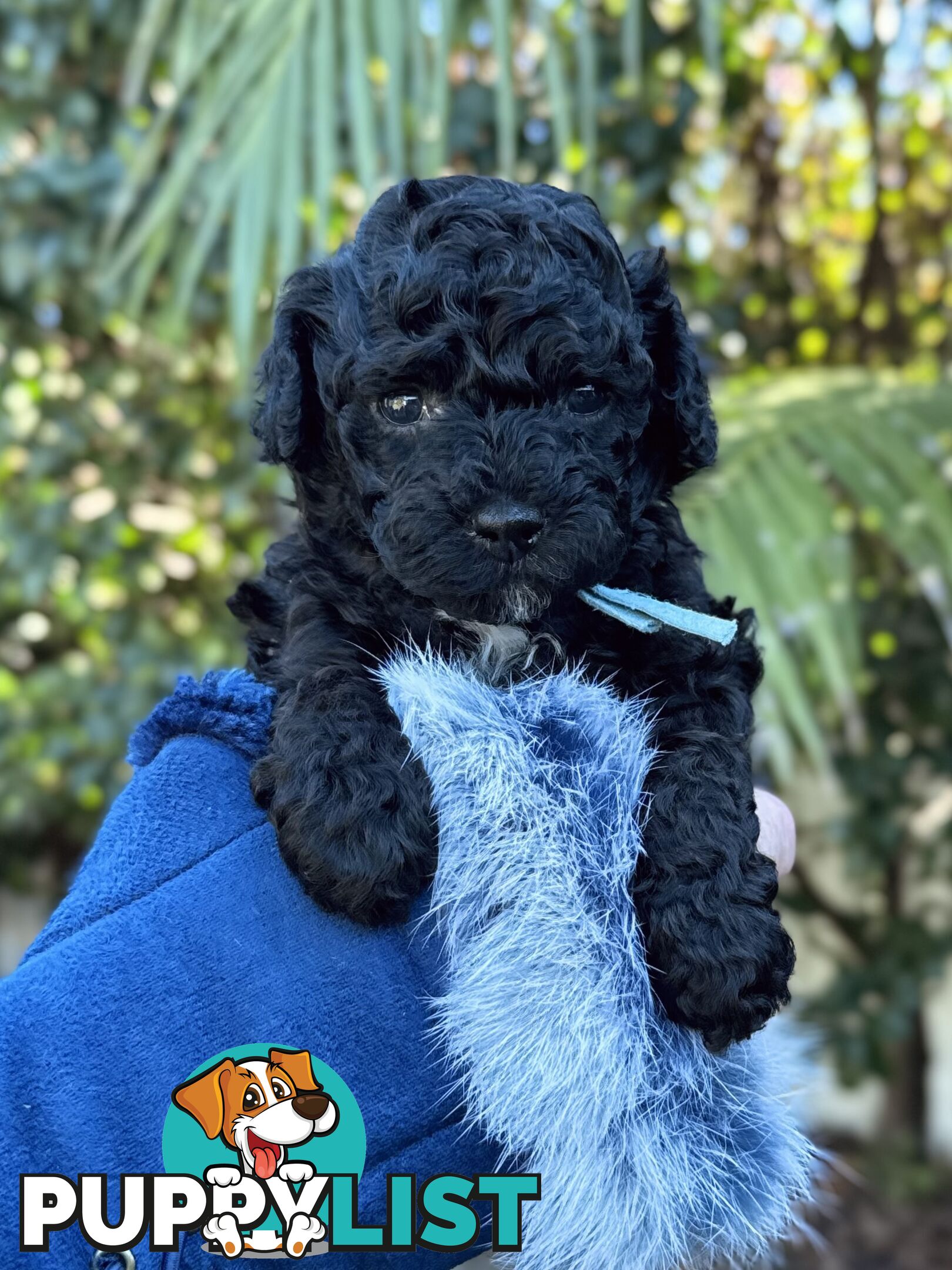 Purebred Toy Poodles DNA CLEARED