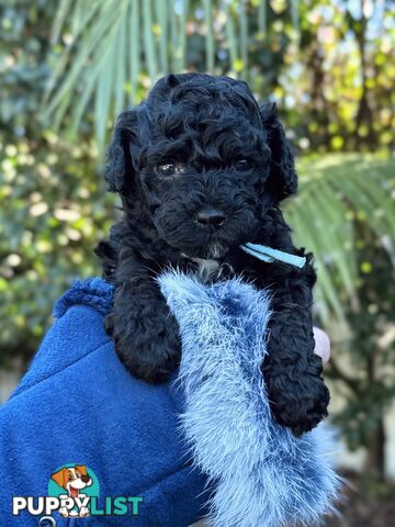 Purebred Toy Poodles DNA CLEARED