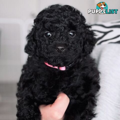 Purebred Toy Poodles DNA CLEARED