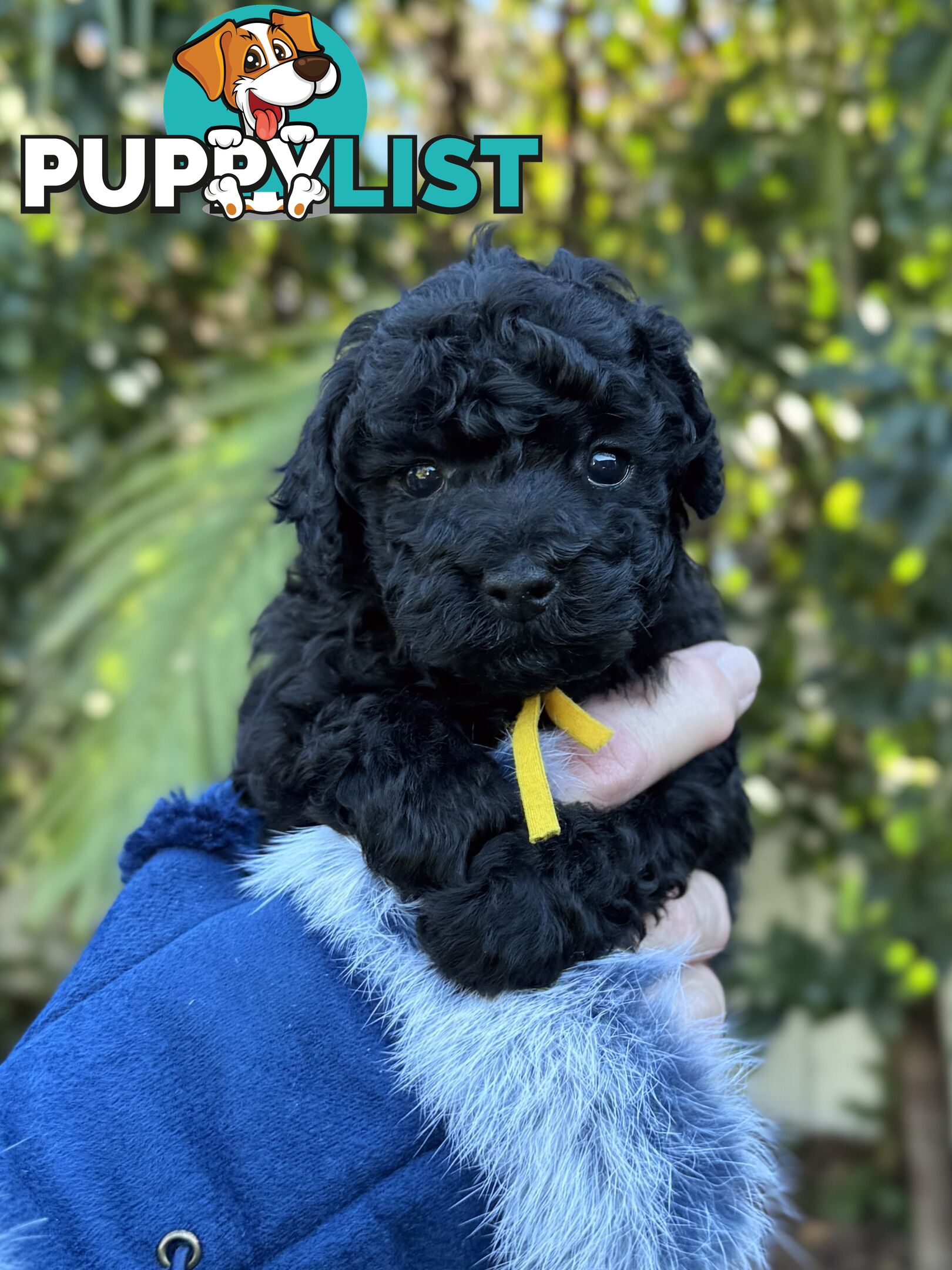 Purebred Toy Poodles DNA CLEARED