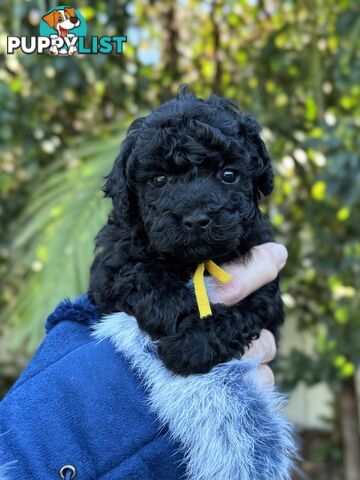 Purebred Toy Poodles DNA CLEARED