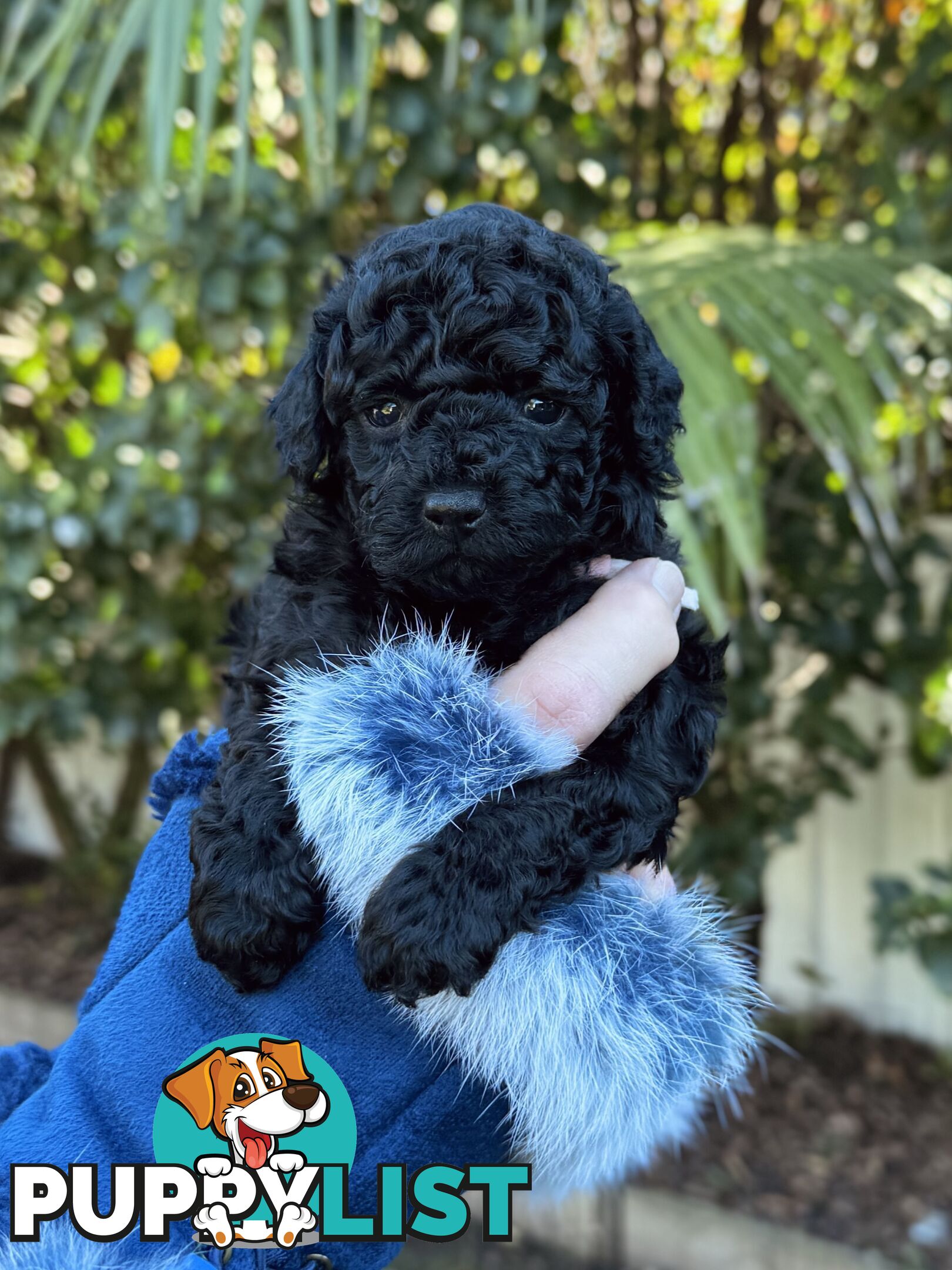 Purebred Toy Poodles DNA CLEARED