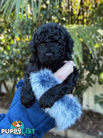 Purebred Toy Poodles DNA CLEARED