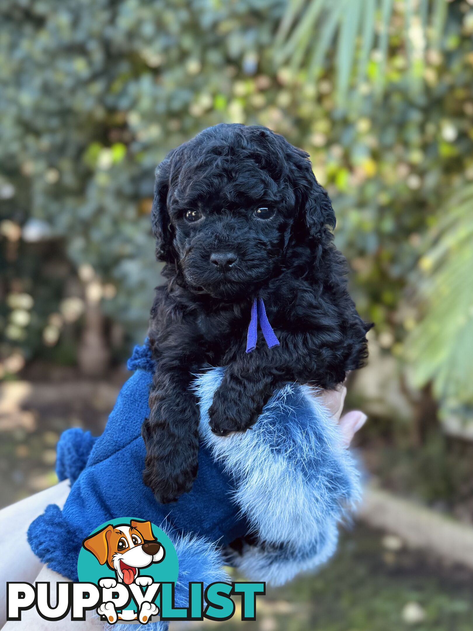 Purebred Toy Poodles DNA CLEARED