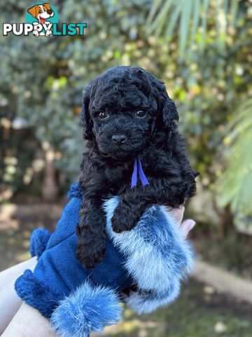 Purebred Toy Poodles DNA CLEARED