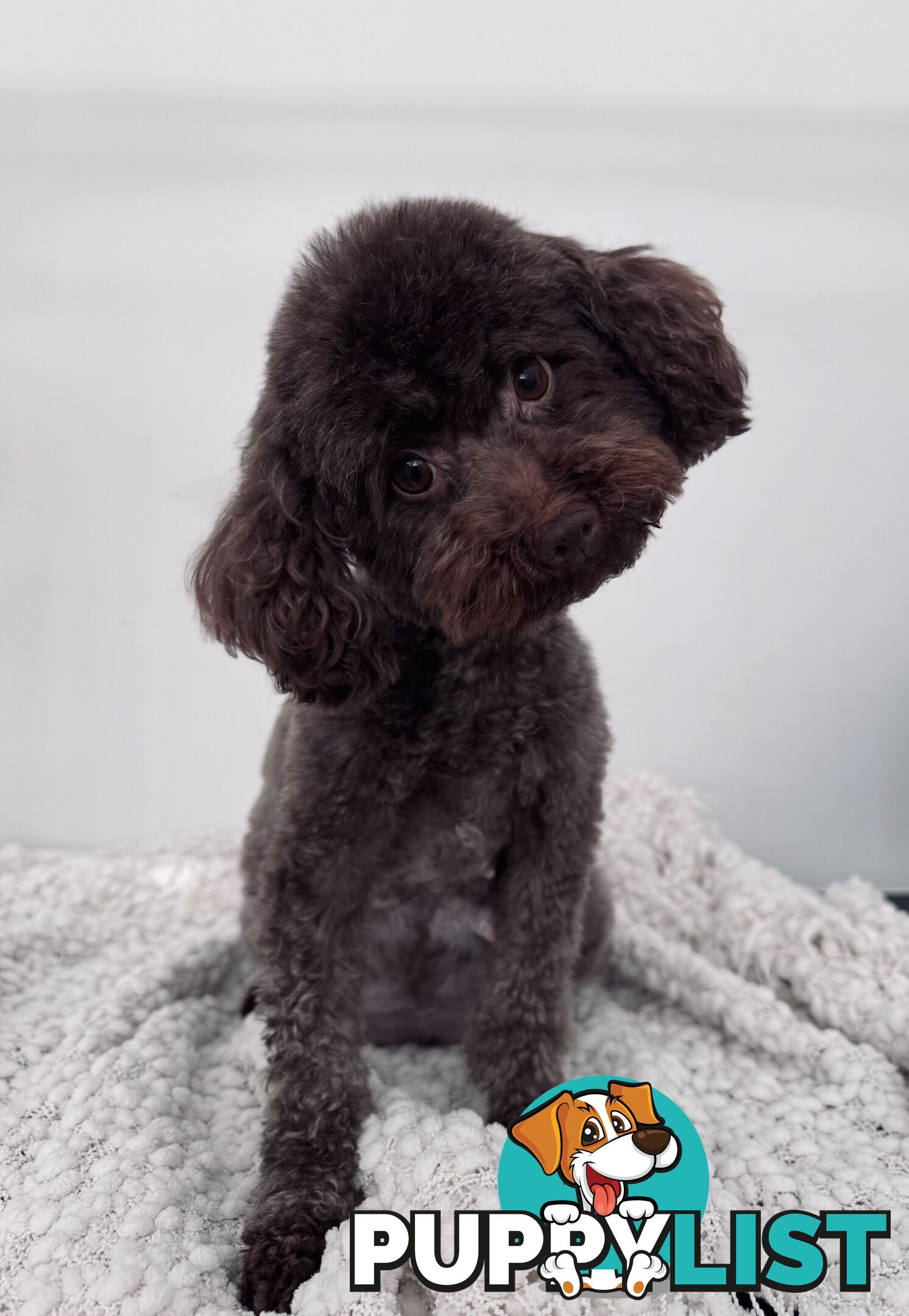 Purebred Toy Poodles DNA CLEARED