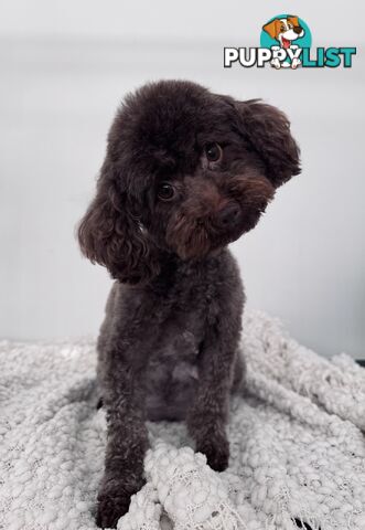 Purebred Toy Poodles DNA CLEARED