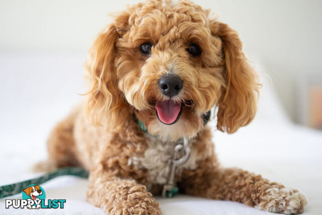 Purebred Toy Poodles DNA CLEARED