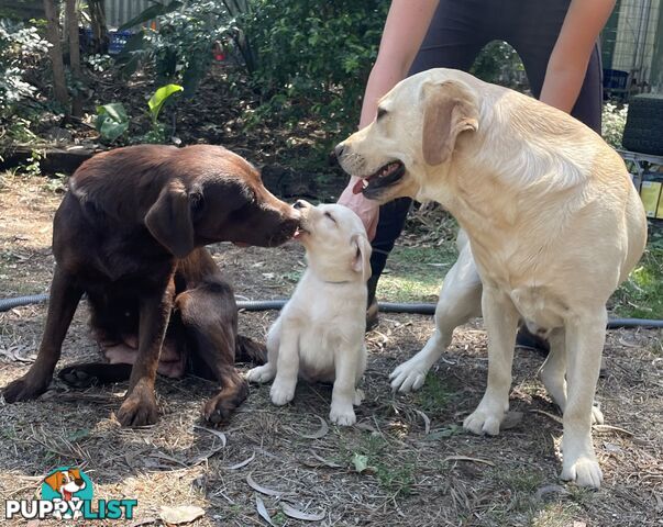 Purebred Labrador Puppies