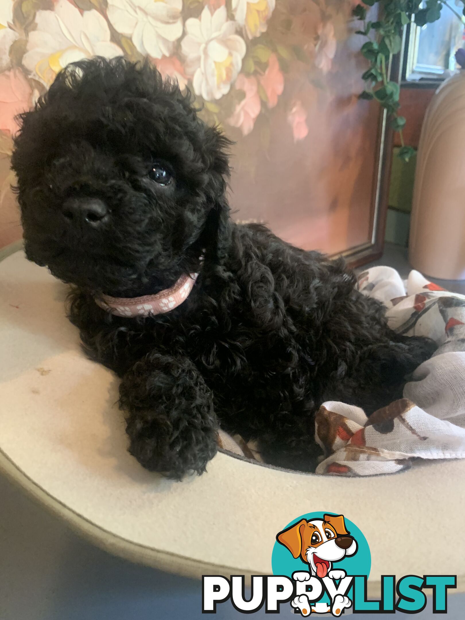 Adorable Rare Black & Grey & Tan, Blue-eyed Toy Cavoodles