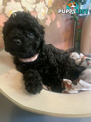 Adorable Rare Black & Grey & Tan, Blue-eyed Toy Cavoodles