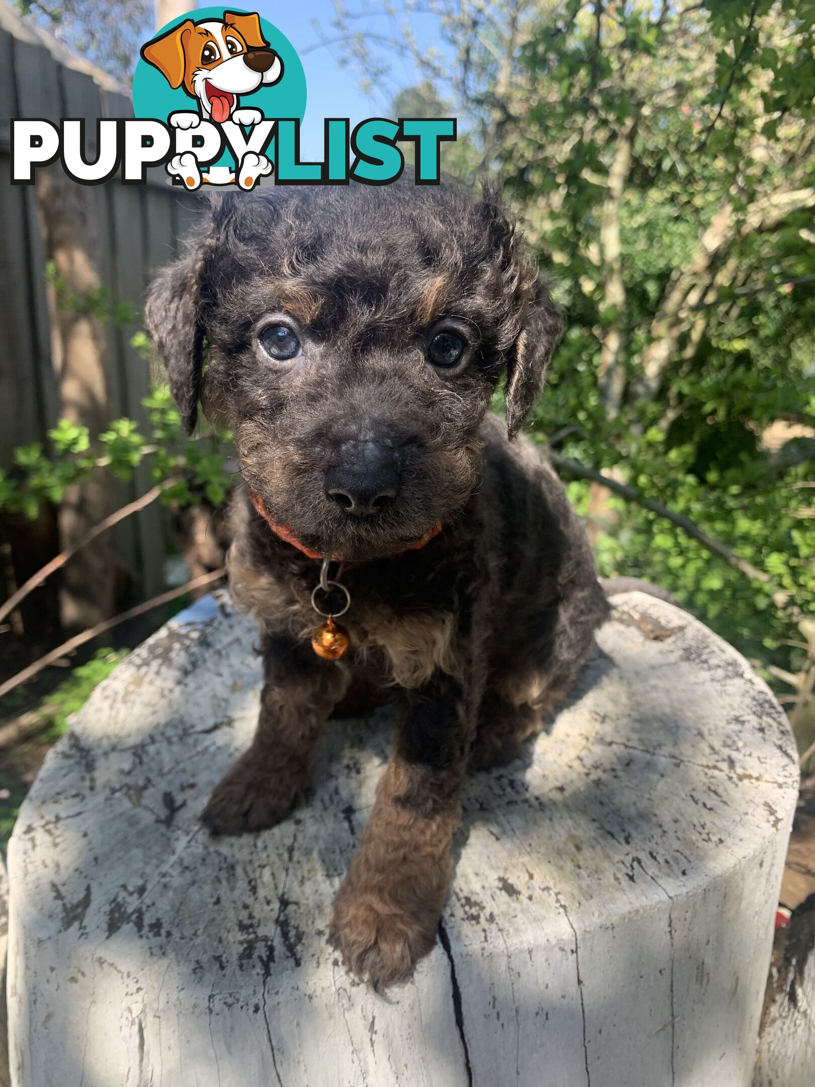 Adorable Rare Black &amp; Grey &amp; Tan, Blue-eyed Toy Cavoodles