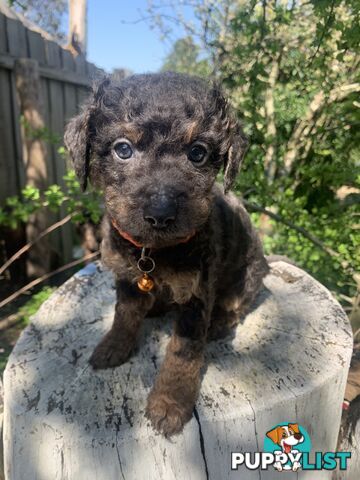 Adorable Rare Black & Grey & Tan, Blue-eyed Toy Cavoodles