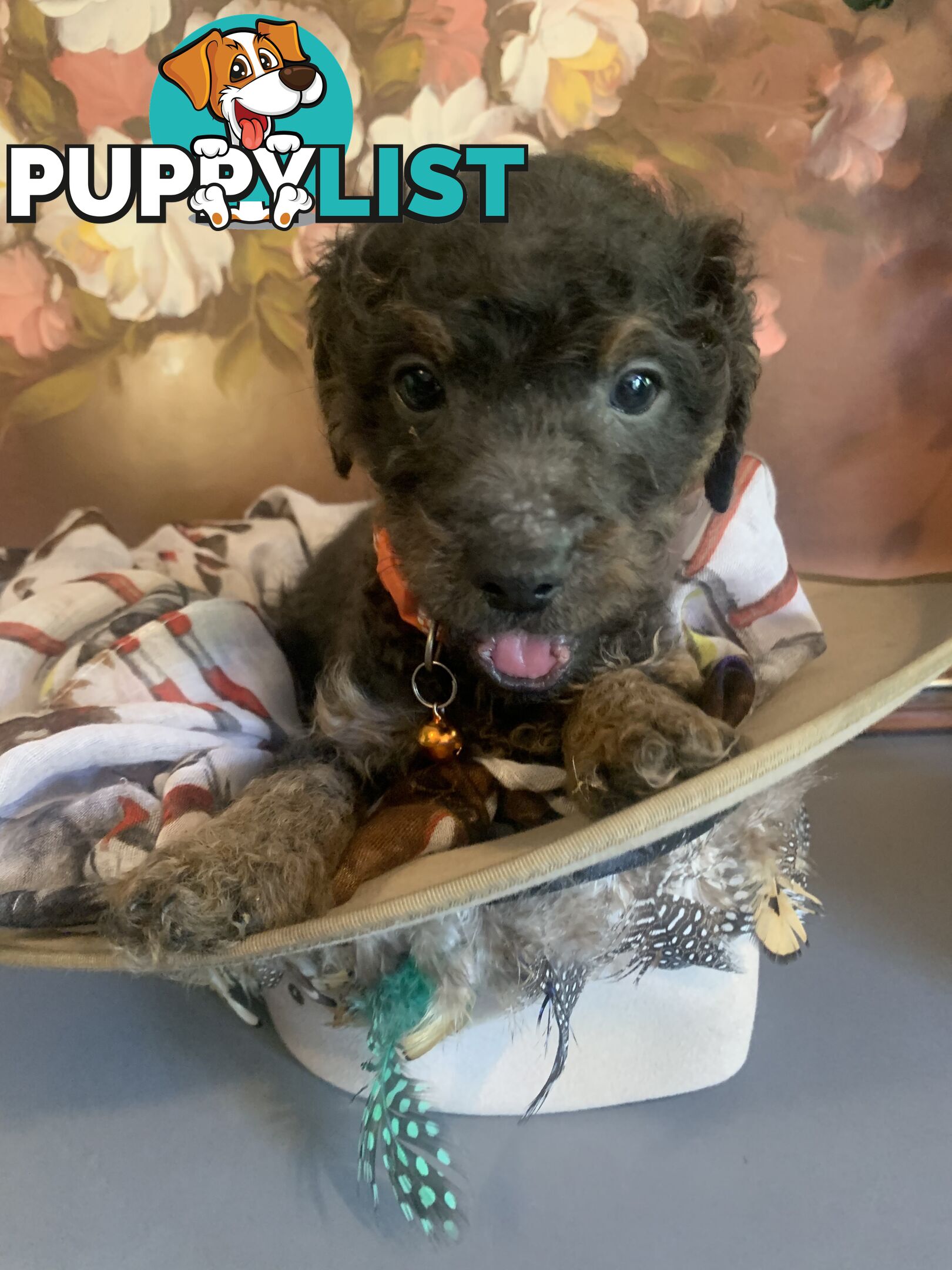 Adorable Rare Black & Grey & Tan, Blue-eyed Toy Cavoodles