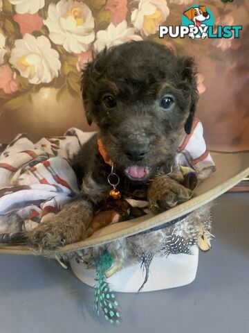 Adorable Rare Black & Grey & Tan, Blue-eyed Toy Cavoodles