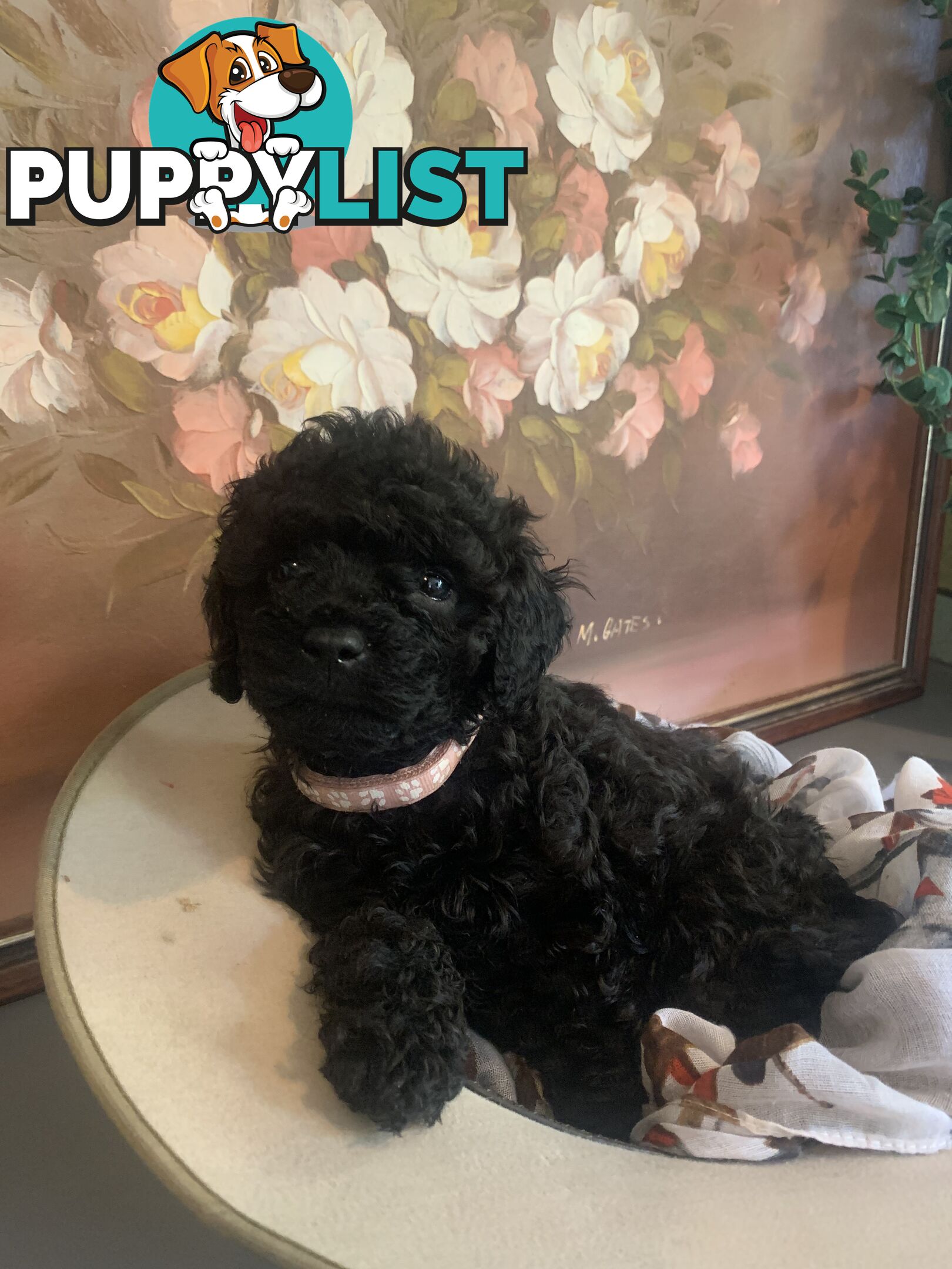 Adorable Rare Black &amp; Grey &amp; Tan, Blue-eyed Toy Cavoodles