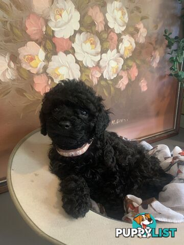 Adorable Rare Black & Grey & Tan, Blue-eyed Toy Cavoodles