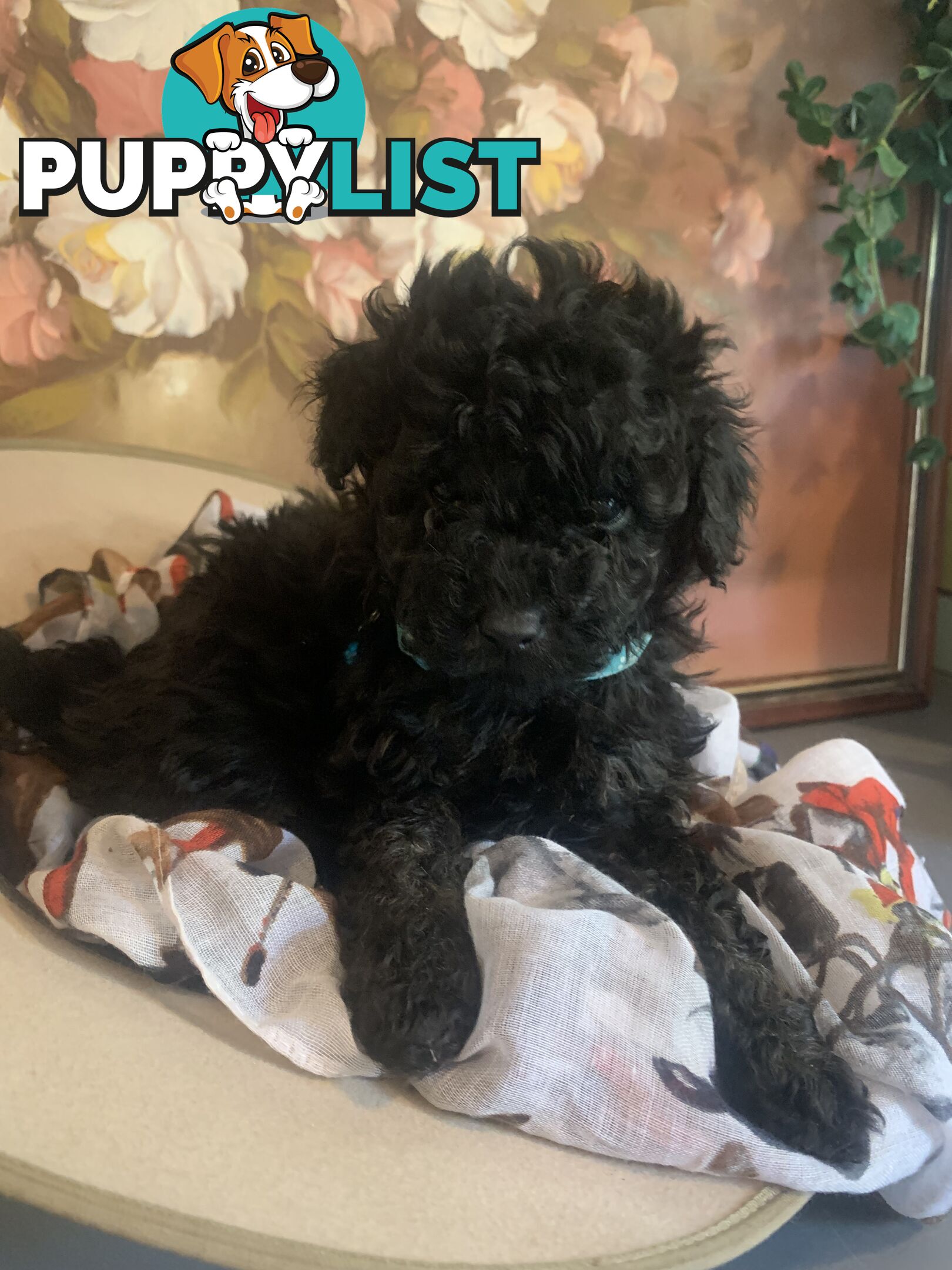 Adorable Rare Black & Grey & Tan, Blue-eyed Toy Cavoodles