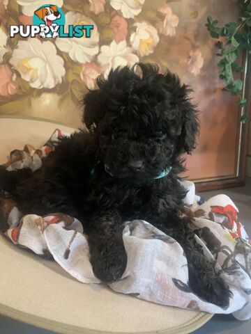 Adorable Rare Black & Grey & Tan, Blue-eyed Toy Cavoodles