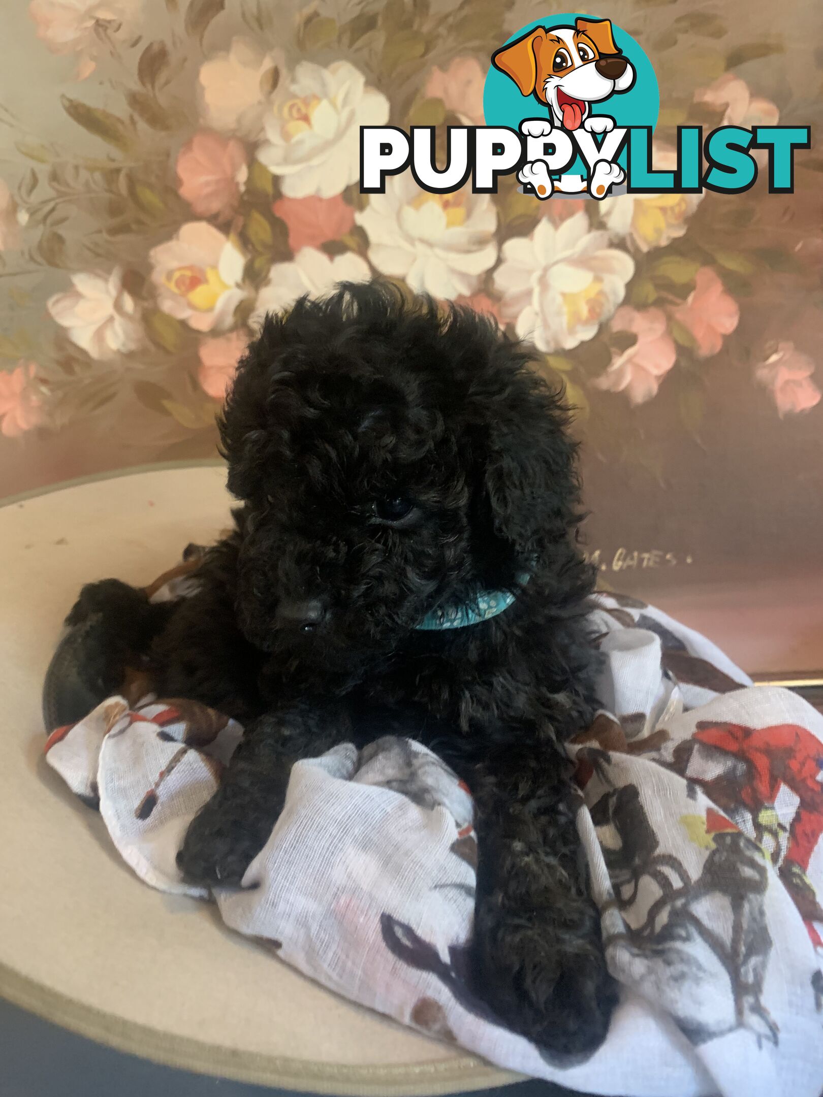 Adorable Rare Black &amp; Grey &amp; Tan, Blue-eyed Toy Cavoodles