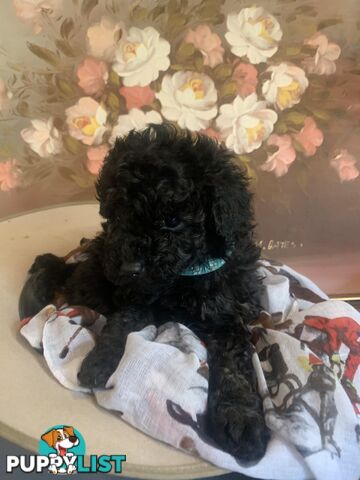 Adorable Rare Black & Grey & Tan, Blue-eyed Toy Cavoodles