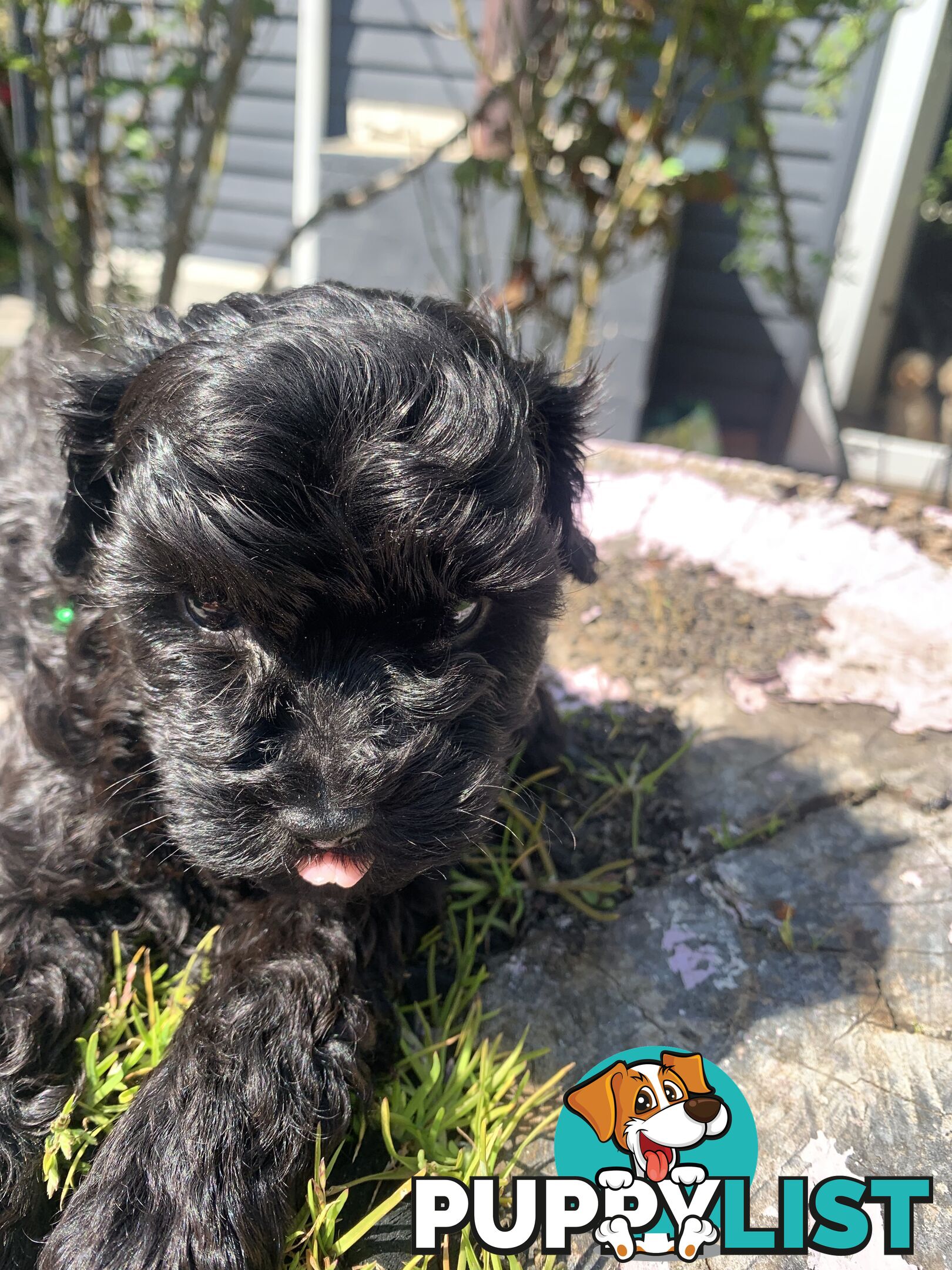 Adorable Rare Black &amp; Grey &amp; Tan, Blue-eyed Toy Cavoodles