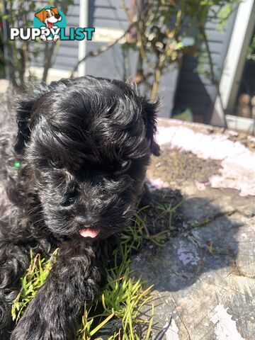 Adorable Rare Black & Grey & Tan, Blue-eyed Toy Cavoodles