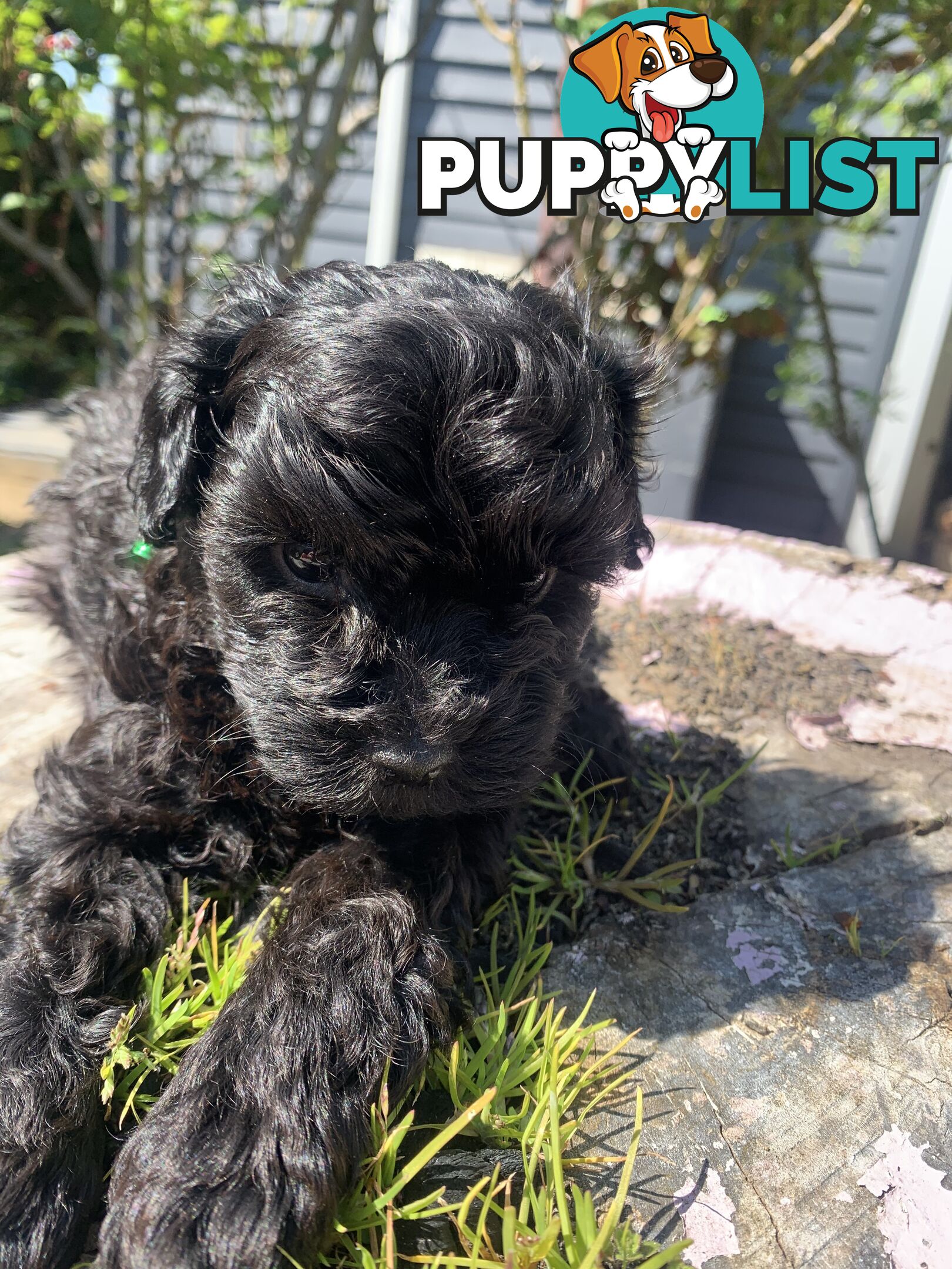 Adorable Rare Black & Grey & Tan, Blue-eyed Toy Cavoodles