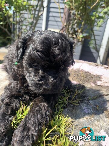 Adorable Rare Black &amp; Grey &amp; Tan, Blue-eyed Toy Cavoodles