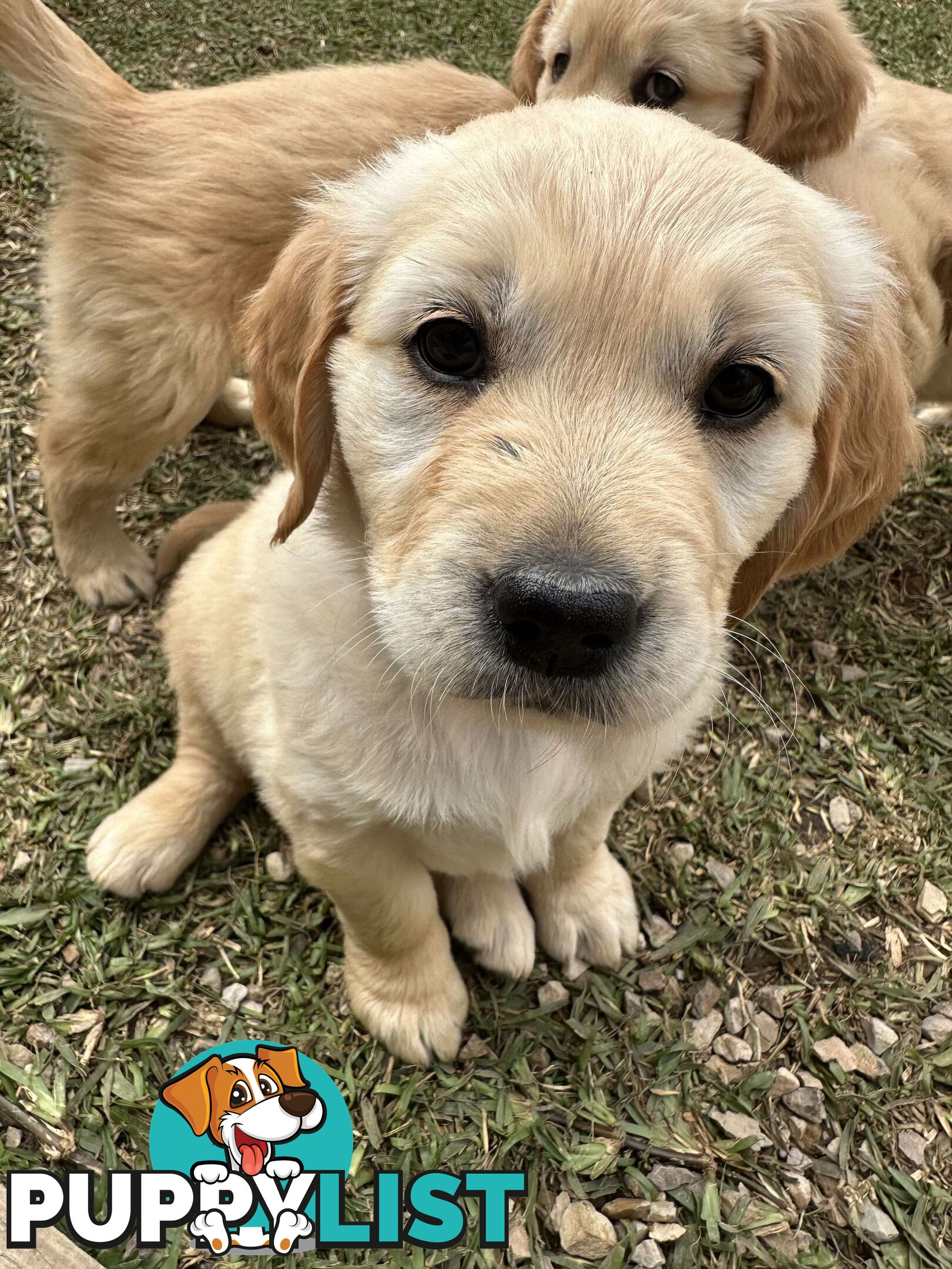 Golden Retriever Puppy