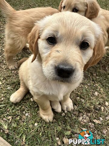 Golden Retriever Puppy