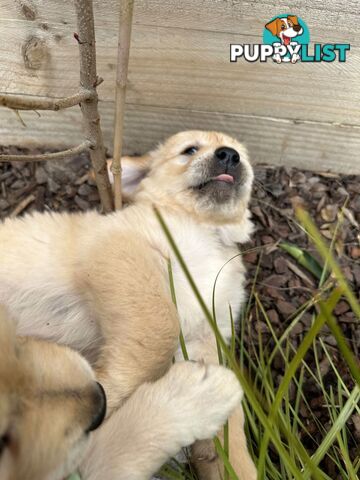 Golden Retriever Puppy